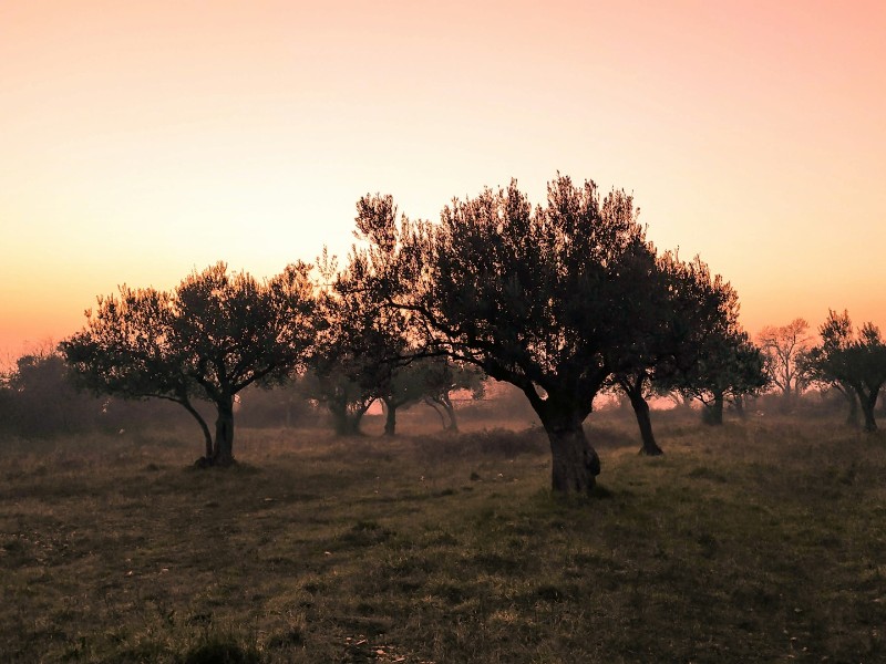 Olive Trees