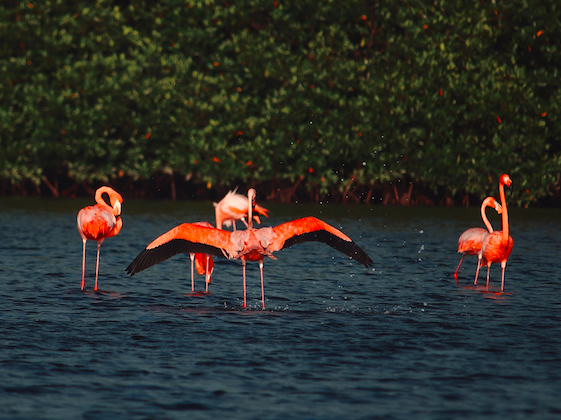 Caroni Swamp Bird Watching 