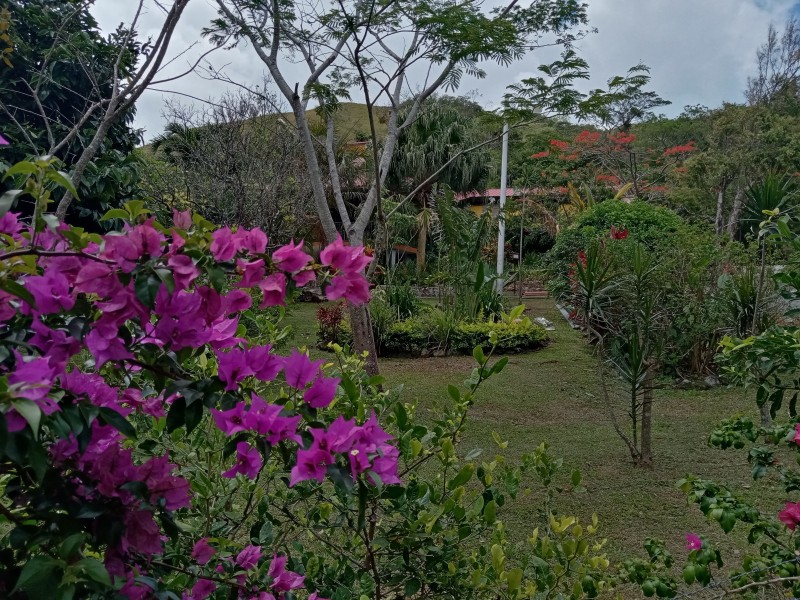 Golden Frog Inn - Garten