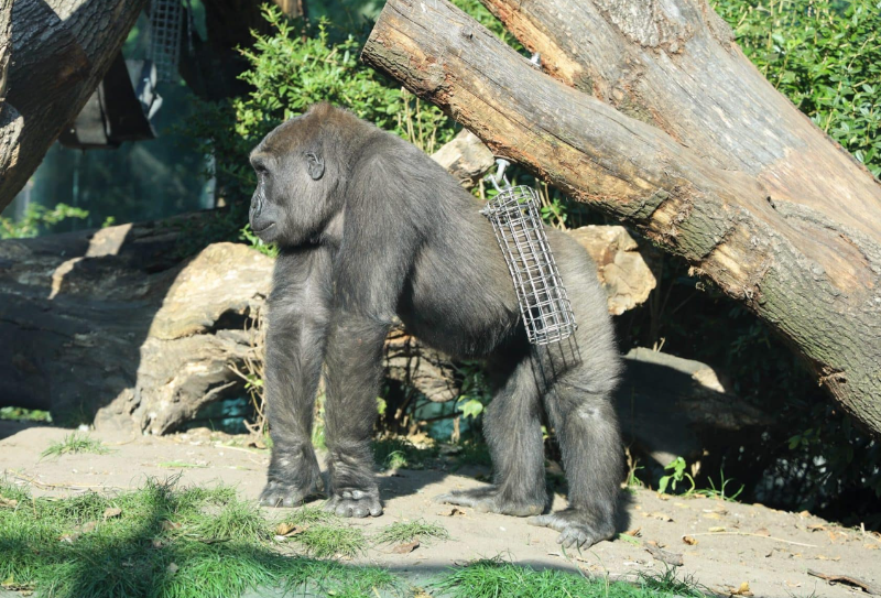 ARTIS Zoo and Museum, Amsterdam