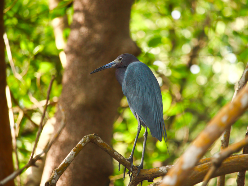 Caroni Swamp Bird Watching