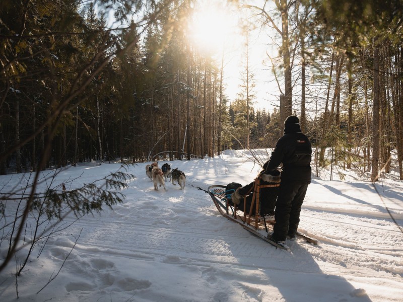 Winter Canada Dog sled