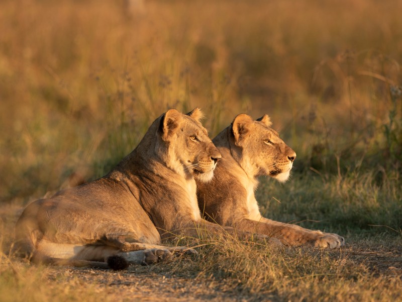  Löwinnen-Khwai Okavango Delta-Botswana