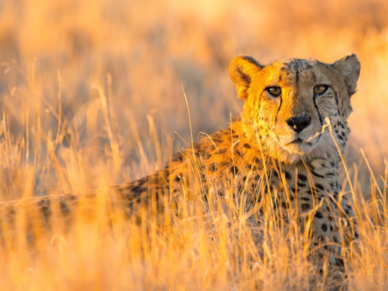 Namibia - Etosha National Park
