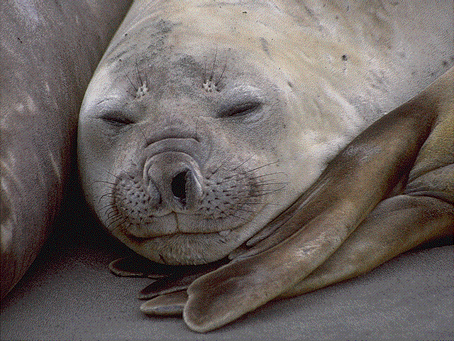 Puerto Valdes - Seelöwe 