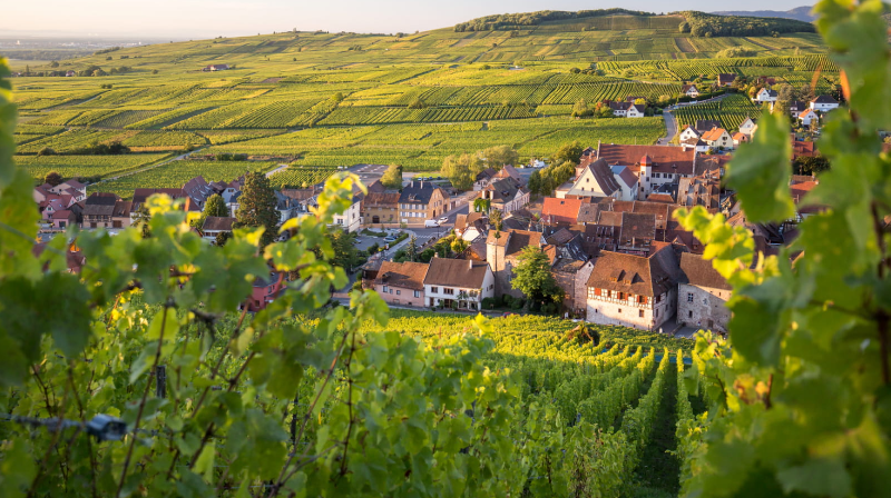 Alsace Wine route
