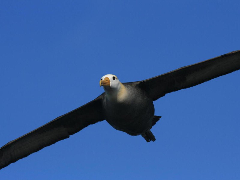 Galapagos-Albatross