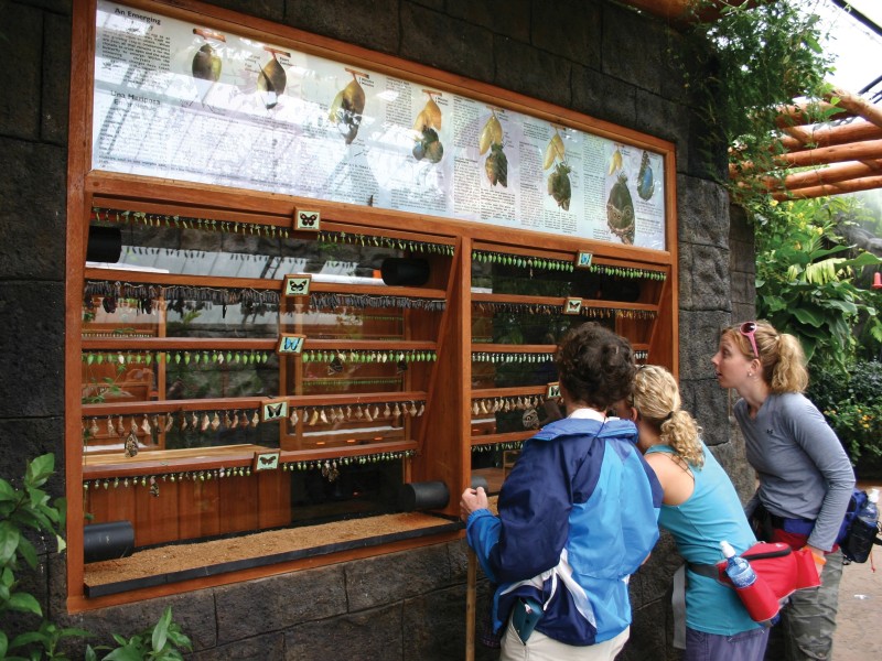 Butterfly Garden - Peace Lodge