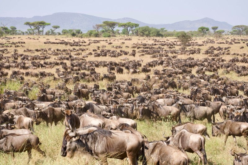 Serengeti National Park Game Drive