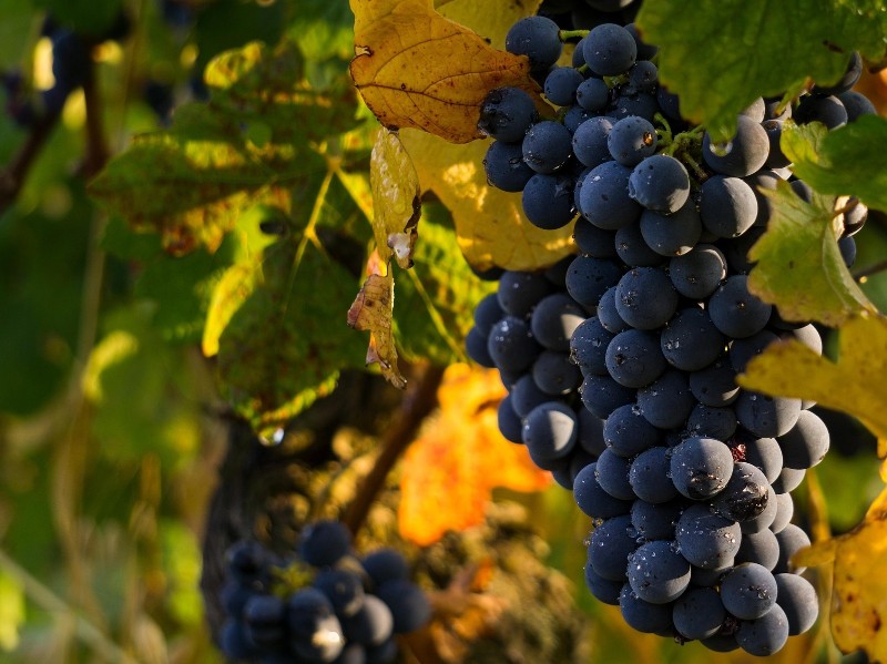 Vineyard