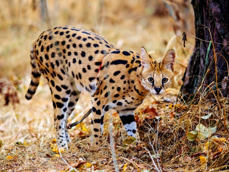 Serval