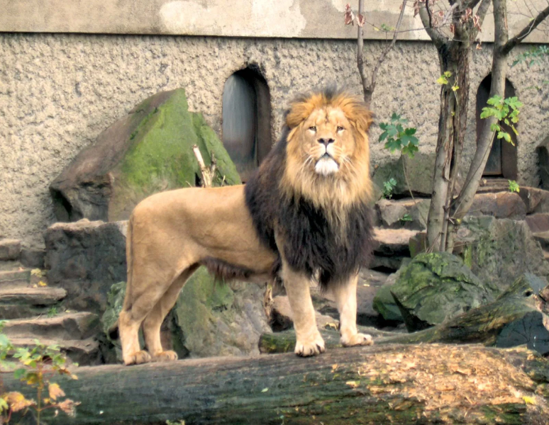 ARTIS Zoo and Museum, Amsterdam