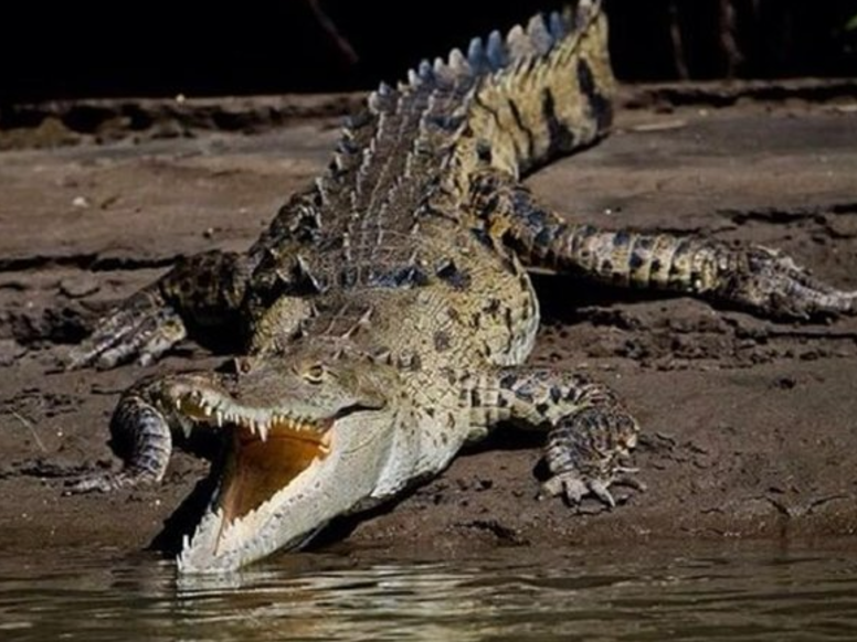Tamarindo Estuary Boat Safari
