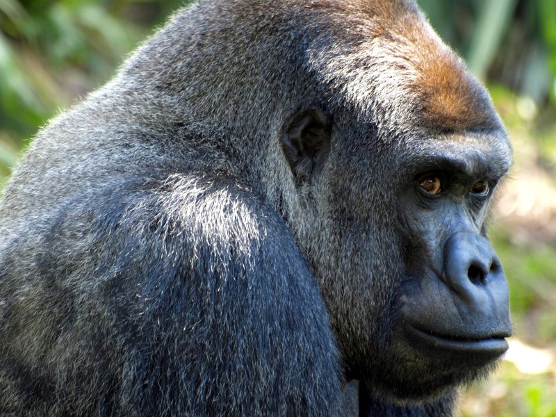 Gorilla