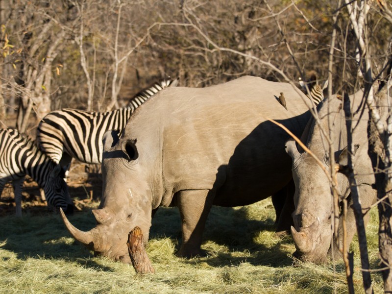 Nashörner-Krüger National Park-Afrika