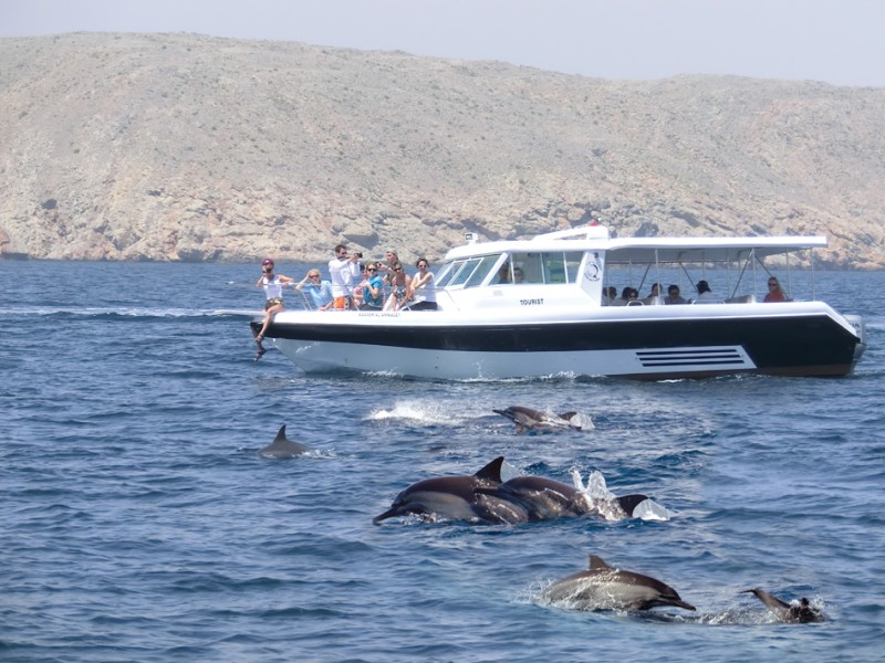 Dolphin Watching 1
