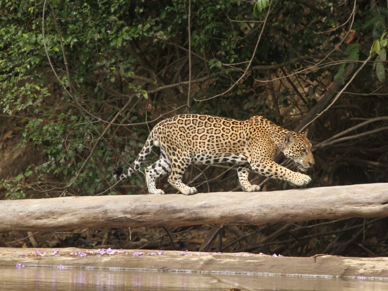 Jaguar