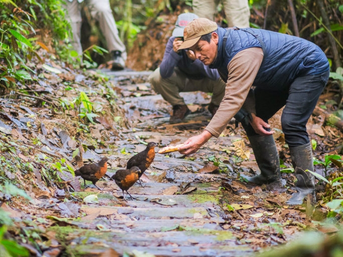 Schwarzrückenwachtel