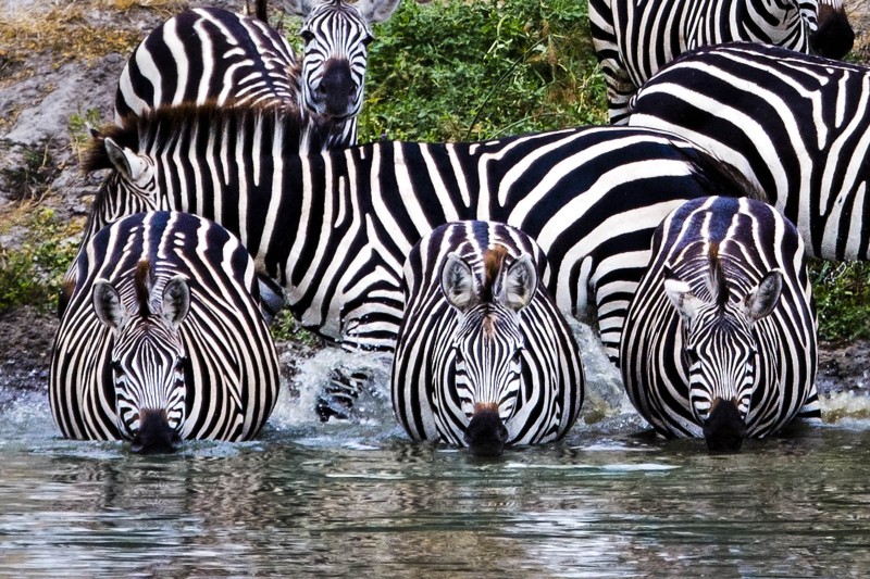 Zebra
