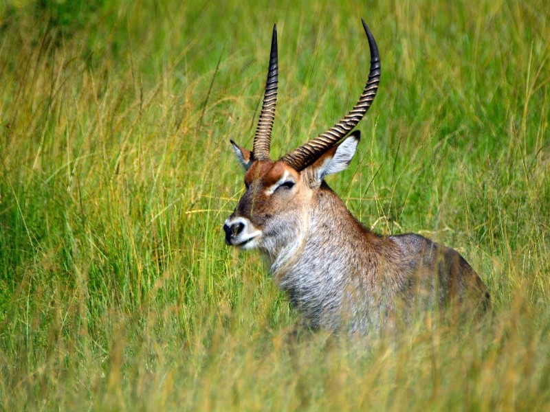 Graceful waterbuck resting.