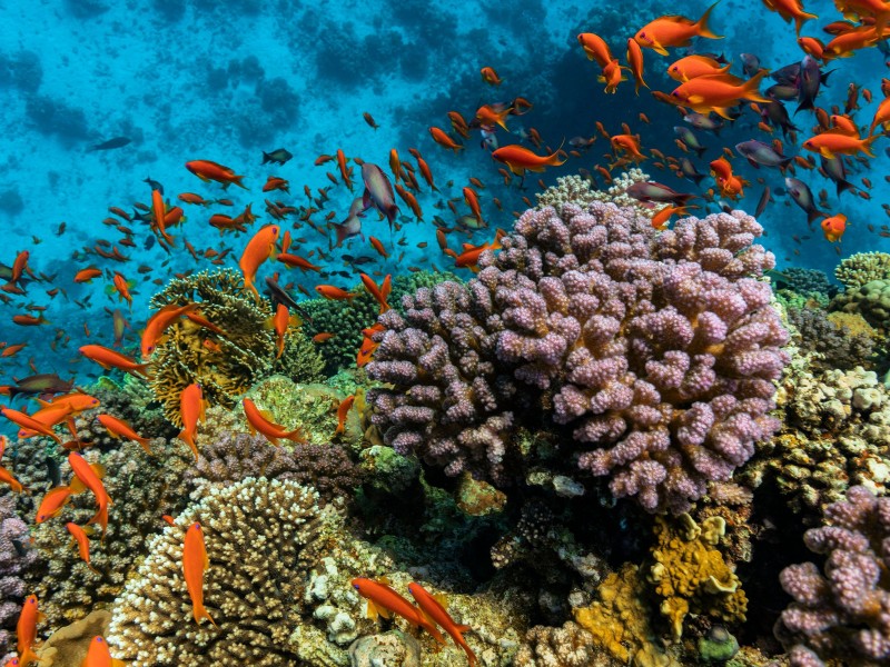 Sheraton Soma Bay Golf Hotel & Spa