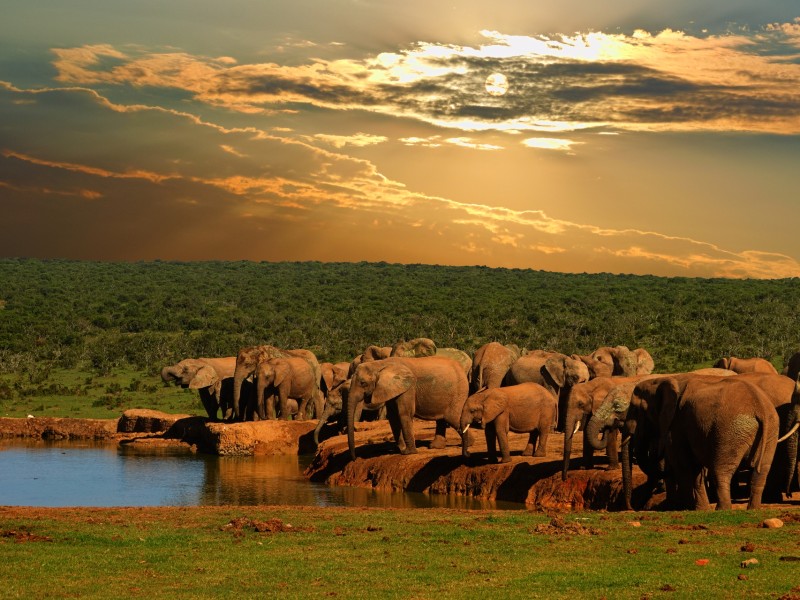 Addo Elephant Nationalpark-Südafrika