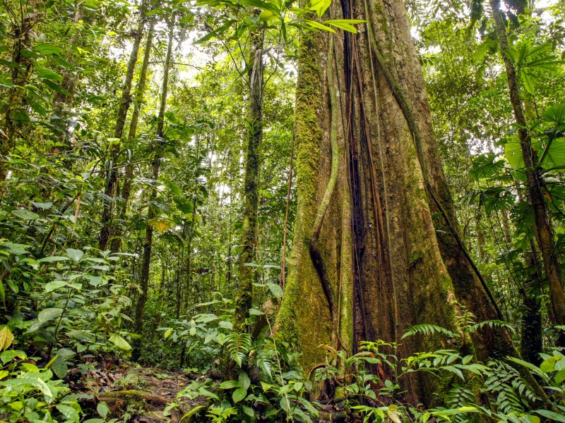 Ecuador - Amazon