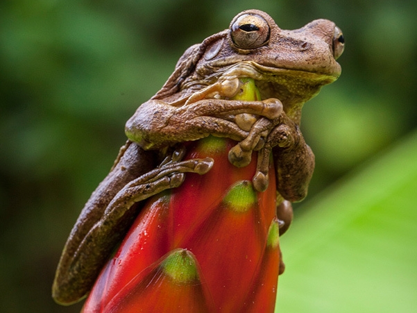 Tortuga Lodge Frosch