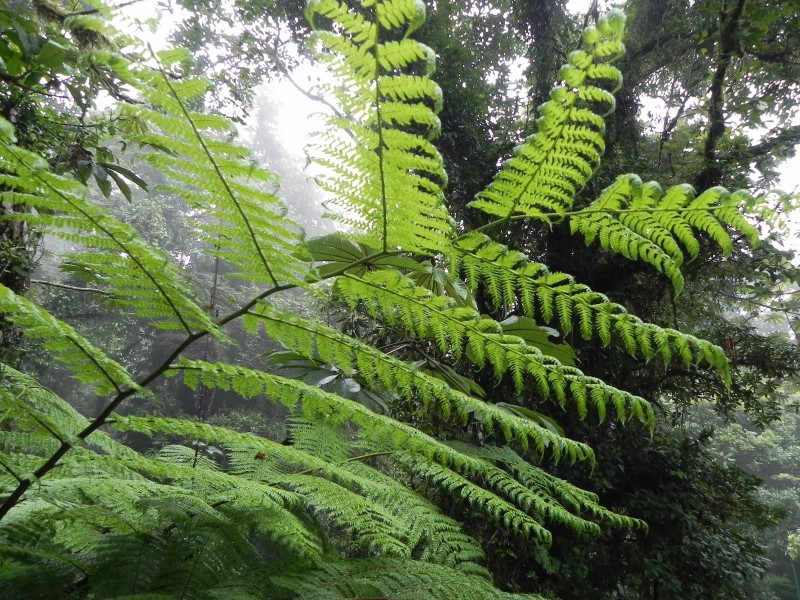 Monteverde Nebelwald
