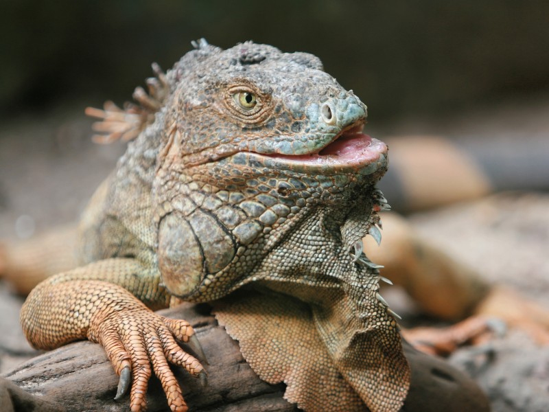 Iguana