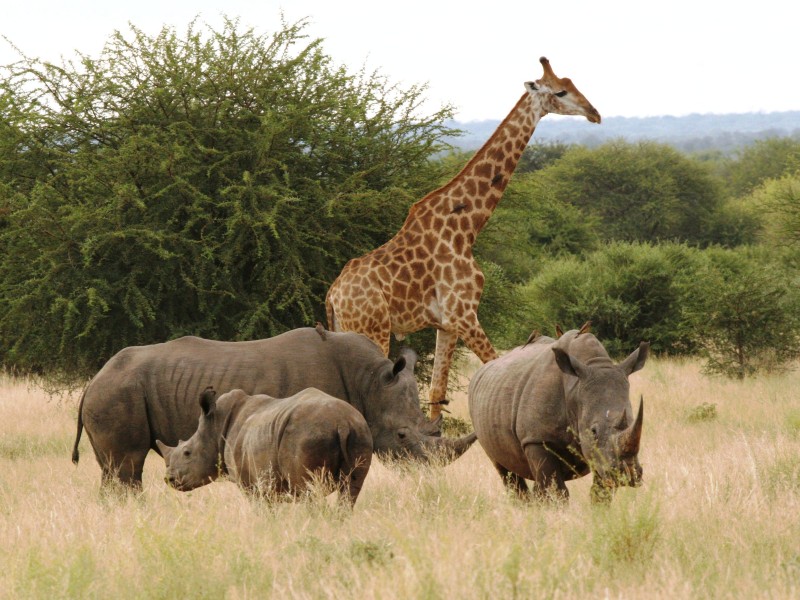 South Africa - Hluhluwe Imfolozi