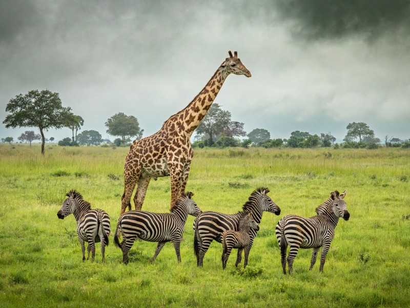 A giraffe stands with a group of zebras