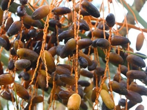 dates tree