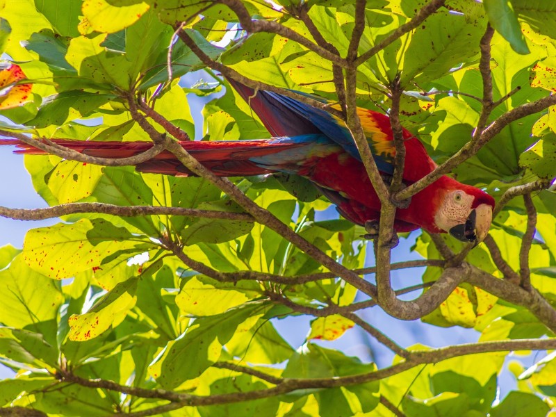 Corcovado Nationalpark - Hellroter Ara