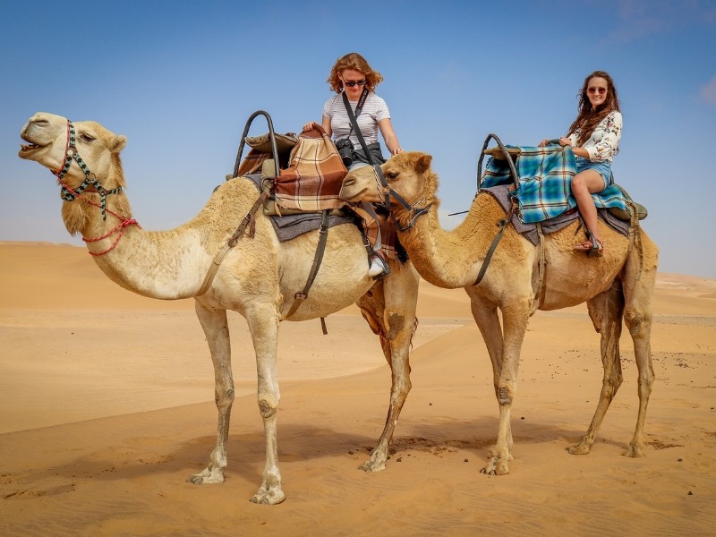 Camel