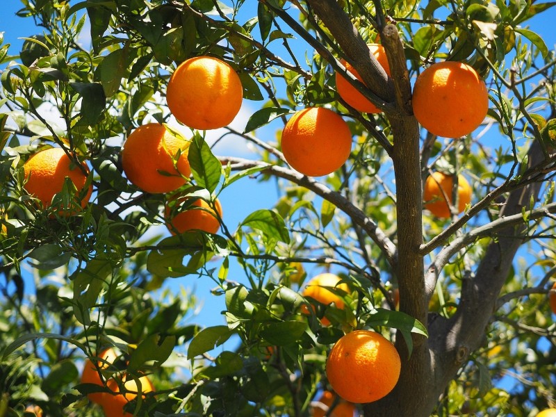 Orange trees
