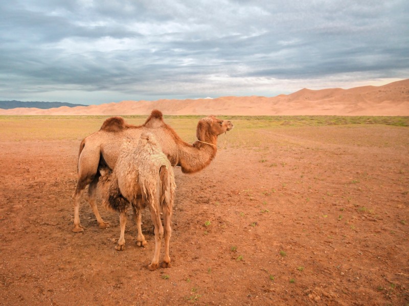 Gobi Wüste, Mongolei
