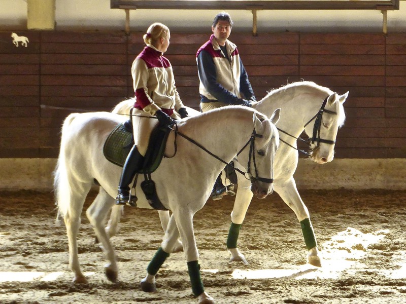 Lipica Horse Stud