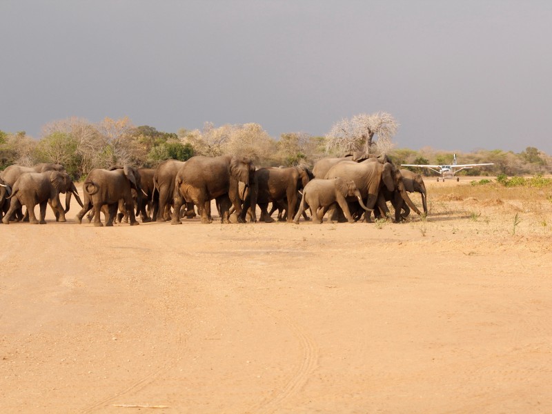Tanzania - Selous Game Reserve