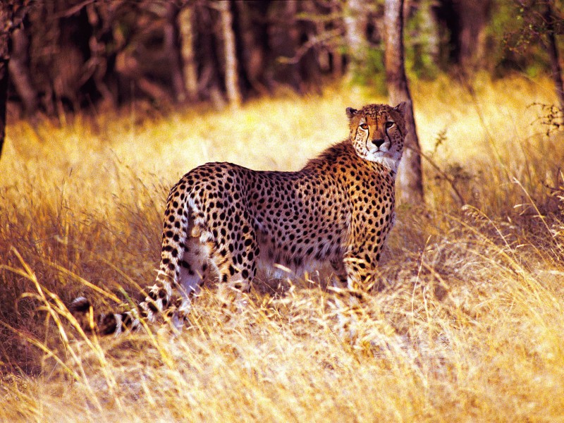 Tanzania - Leopard
