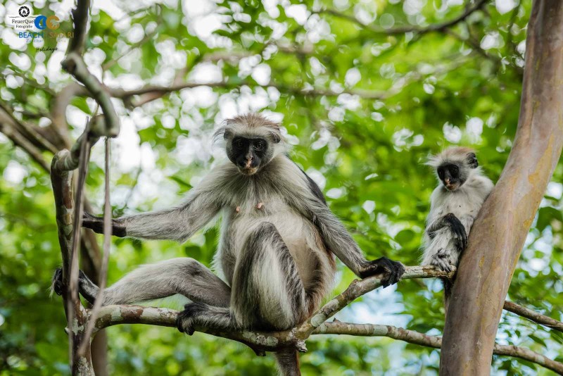 Jozani-Wald auf Sansibar