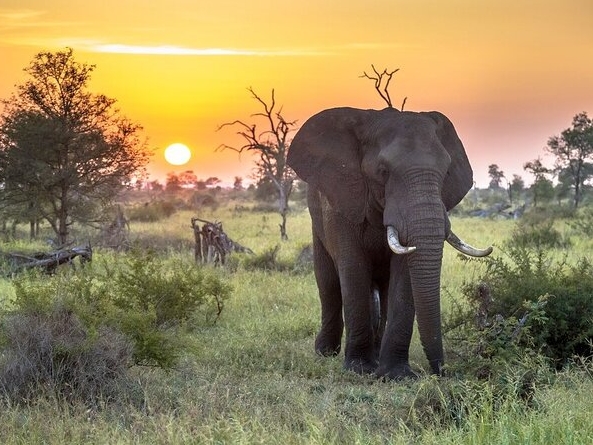 Krüger National Park