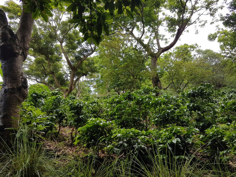Alajuela - Biologische Kaffeepflanzung