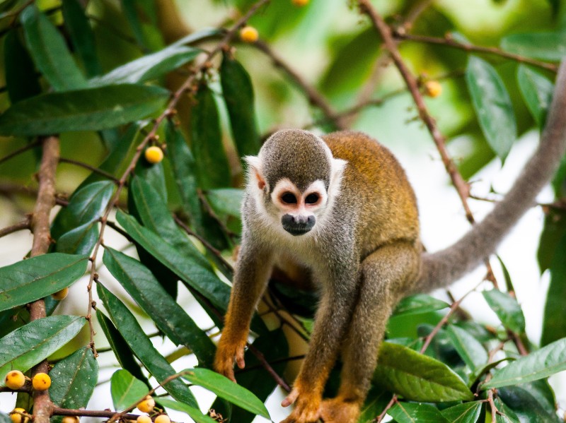La Selva Lodge - Kapuzineräffchen