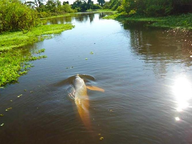 Bolivian Amazon Pampas Adventure 3D/2N