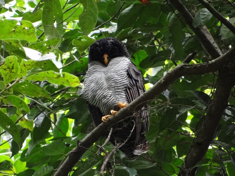 Black-banded Owl