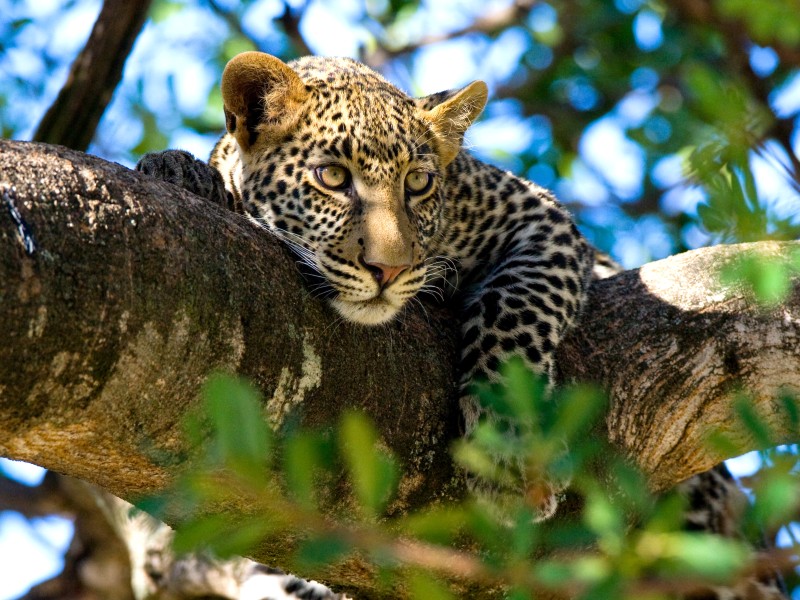 Tanzania - Leopard