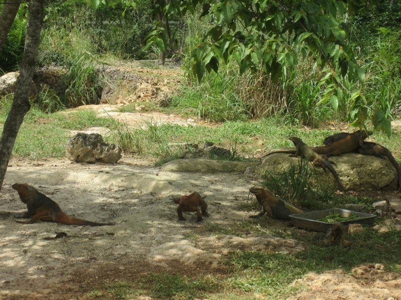 Iguanas