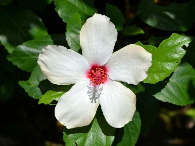Arco Iris Lodge Blume