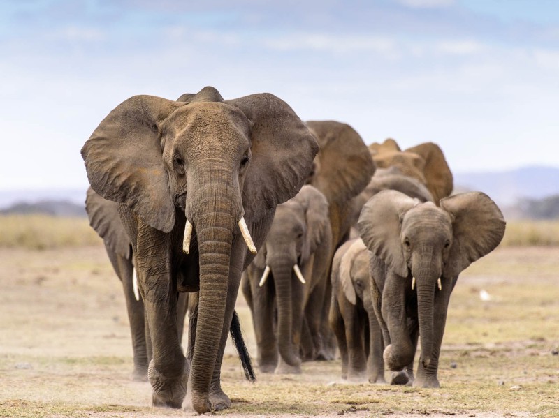 Elephant